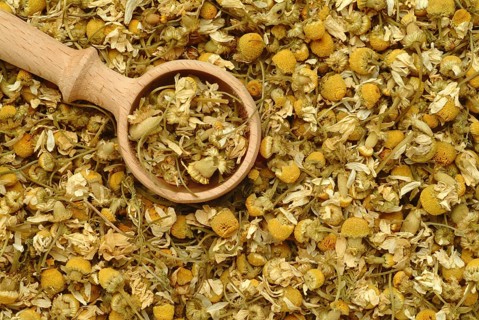 Dried blossoms of the true camomile (Matricaria recutita) medicinal plant, true camomile, can