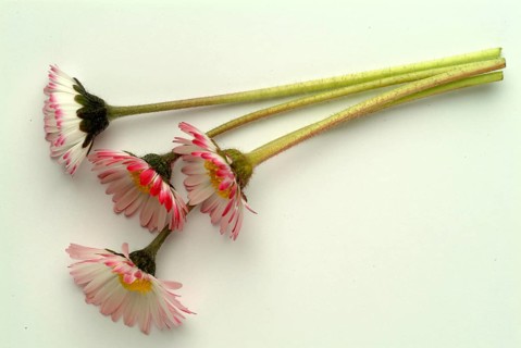 Common daisy (Bellis perennis), medicinal plant, naturopathy classifies the daisy among other