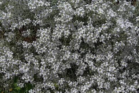 Flowering hornwort (Cerastium tomentosum), Bavaria, Germany, Europe