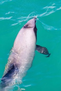 Hector-Delphin (Cephalorhychus hectori), Bootsfahrt, Akaroa, Banks-Halbinsel, Canterbury,