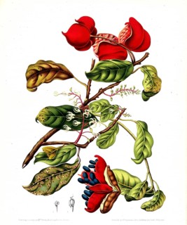 Sterculia monosperma nobilis, also known as Chinese chestnut, Thai chestnut, seven sisters fruit