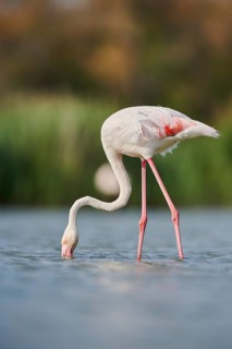 Greater Flamingo (Phoenicopterus roseus) walking in the water, Parc Naturel Regional de Camargue,