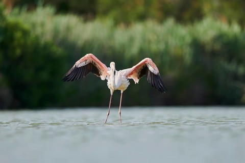 Greater Flamingo (Phoenicopterus roseus), landing in the water, Parc Naturel Regional de Camargue,