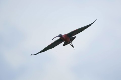 Glossy ibis (Plegadis falcinellus) flying in the sky, Camargue, France, Europe