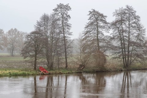 Boat under alders (Alnus glutinosa) in the fog by the water, Emsland, Lower Saxony, Germany, Europe