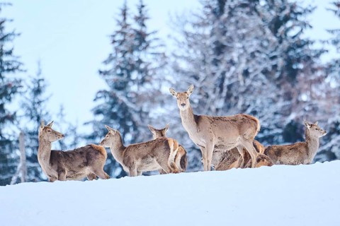 Red deer (Cervus elaphus) pack on a snowy meadow in the mountains in tirol, standing, Kitzbühel,
