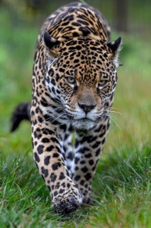 Jaguar (Panthera onca) with radio collar sneaks through the grass, captive, Conservation Land Trust