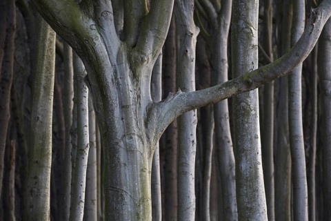 Beech trees, shaped by strong sea winds, at Ghost Wood, Gespensterwald along the Baltic Sea beach