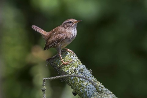 Eurasian Wren (Troglodytes troglodytes) perched on branch in tree