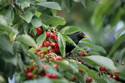 Common blackbird (Turdus merula) male eating red cherries of wild cherry (Prunus avium) tree,