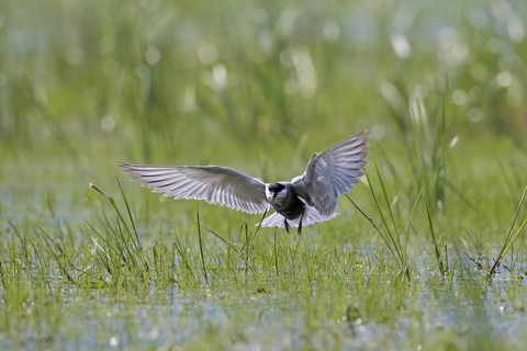 Whiskered tern (Chlidonias hybridus) (Chlidonias hybrida) catching damselfly in marshland,