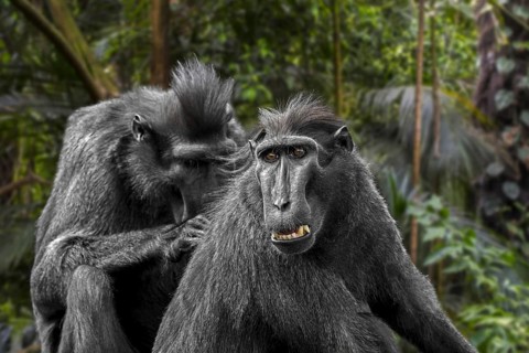Celebes crested macaque (Macaca nigra), crested black macaque grooming and delousing group member,