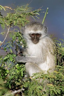 Vervet monkey (Cercopithecus aethiops) portrait, Kruger National Park, South Africa, Africa