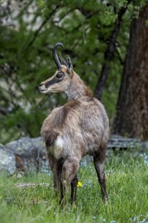 Alpine chamois (Rupicapra rupicapra) in coniferous forest under larch tree in spring