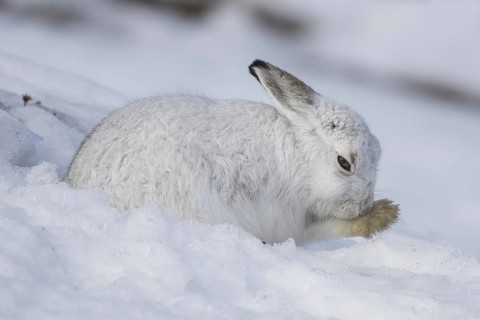 Mountain hare (Lepus timidus), Alpine hare, snow hare in white winter pelage grooming fur of