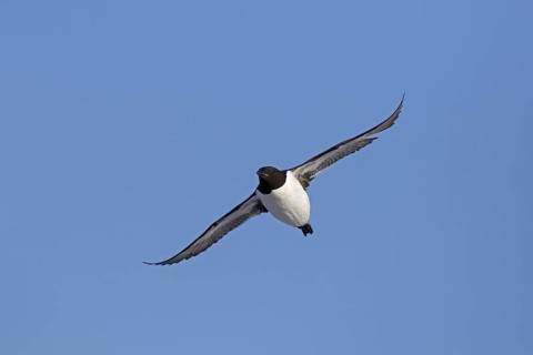 Thick-billed murre (Uria lomvia), Brünnich's guillemot in flight against blue sky, native to the