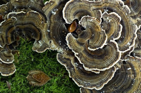 Many zoned polypore, turkey tail bracket fungus (Coriolus) (Trametes versicolor) growing on tree