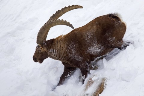 Alpine ibex (Capra ibex) male foraging in the snow in winter