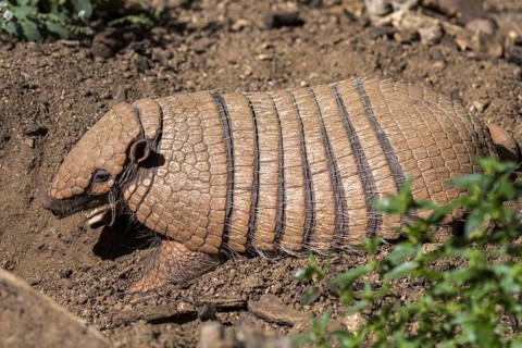 Yellow armadillo, six-banded armadillo (Euphractus sexcinctus) digging in search for prey, native