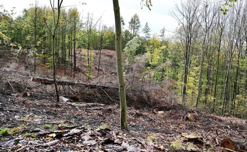 Trees damaged by climatic warming, drought, wind breakage and bark beetle, photographed on 2.11