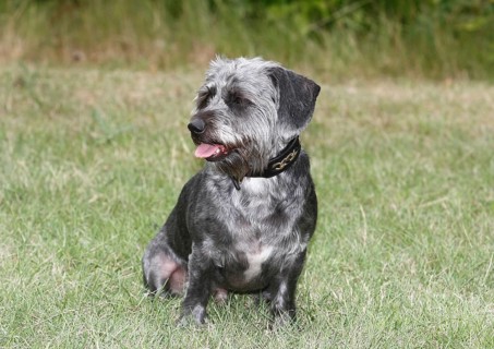 Dachshund Shih Tzu mix (Canis lupus familaris), male 4 years, sitting on the meadow, North