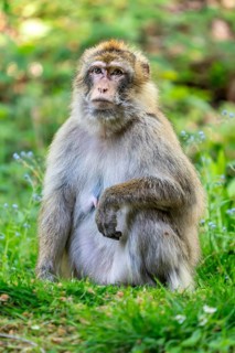 Barbary macaque (Macaca sylvanus), Occurrence in Morocco, captive, Rhineland-Palatinate, Germany,