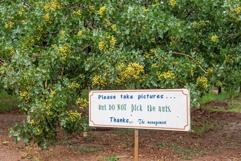 Alamogordo, New Mexico, Pistachios growing at Eagle Ranch, which sells the nuts under the Heart of