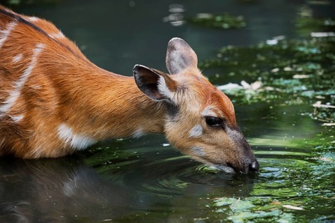 Western Sitatunga (Tragelaphus spekii gratus), female, captive, occurrence in Africa
