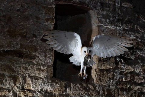 Common barn owl (Tyto alba) with captured mouse, Bitburg, Rhineland-Palatinate, Germany, Europe