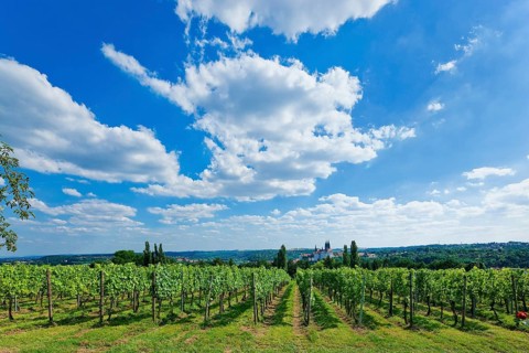 View of Meissen from the Proschwitz Winery