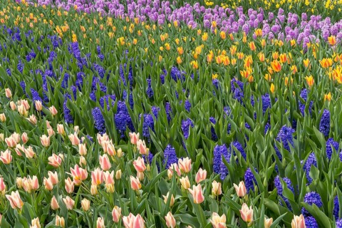 Colourful flower bed with tulips and hyacinths, Keukenhof, Lisse, South Holland, Netherlands