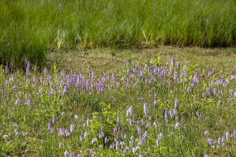 Moorland spotted orchid (Dactylorhiza maculata), Zwillbrocker Venn nature reserve, Münsterland,