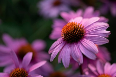 Flowering purple cone flower (Echinacea purpurea), Germany, Europe
