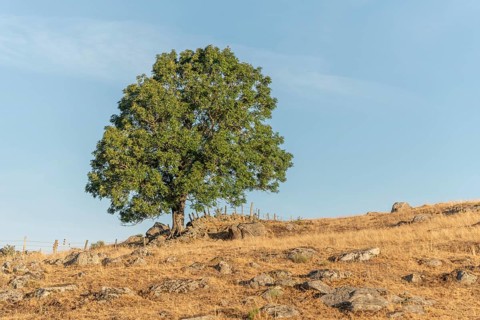 Large solitary tree on Aubrac plateau in summer. Cevennes, France, Europe
