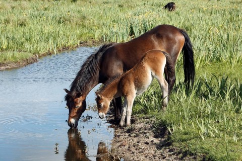Exmoor ponies, mare with foal, lateral view