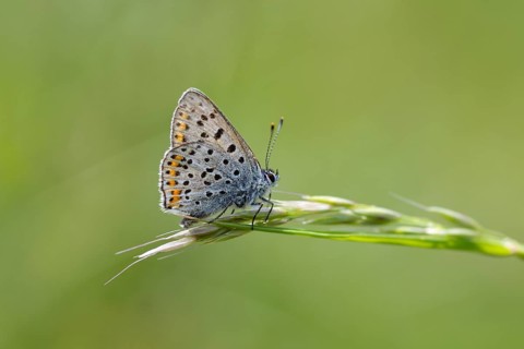 Common blue butterfly (Polyommatus icarus), Hesse, Germany, Europe