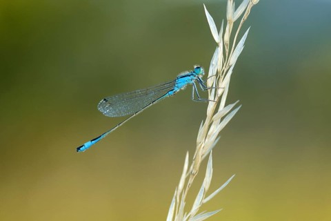 Male Great Blue-tailed Damselfly (Ischnura elegans), NSG Ermschwerd Witzenhausen, Hesse, Germany,