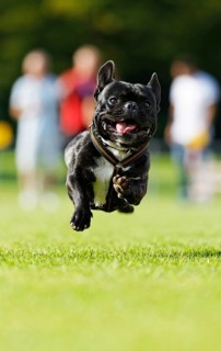 A dog running across a meadow, Baden-Württemberg, Germany, Europe