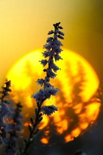 Common heather, Westruper Heide nature reserve, North Rhine-Westphalia, Germany, Europe