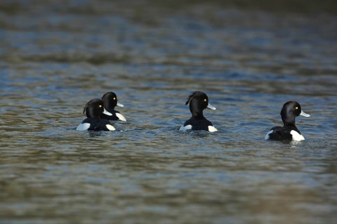 Four male swimming tufted duck (Aythya fuligula) looking in the same direction, Brenz, Hermaringen,