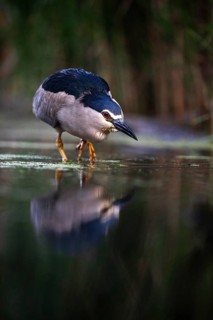 Black crowned night heron (Nycticorax nycticorax) foraging in the water, Pusztaszer, Hungary,