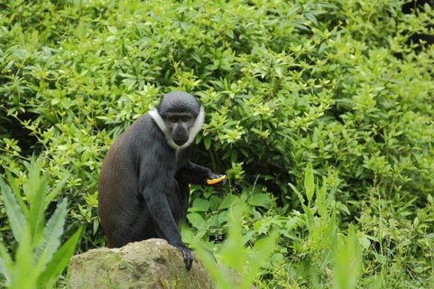 L'hoest's monkey (Cercopithecus lhoesti), adult, captive
