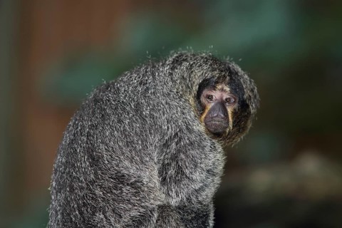 White-faced saki (Pithecia pithecia), adult, female, portrait, captive