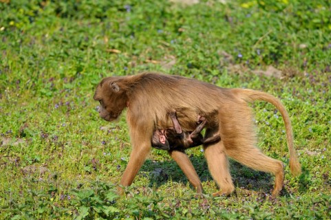 Djeladas (Theropithecus gelada) female with young, blood-breasted baboon, lateral view