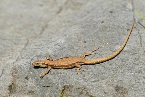 Wall lizard, North Rhine-Westphalia, Germany, Europe