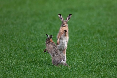 European hares (Lepus europaeus) boxing, fighting in the field during the breeding season, Germany,