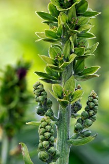 White false helleborne (Veratrum album), Lousewort, Lousewort, White Hellebore, European White