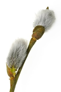 Goat willow, Pussy willow (Salix caprea), Great sallow twig with male catkins in spring against
