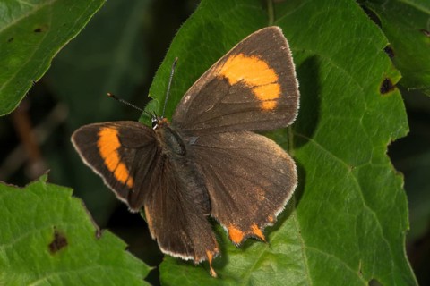 Kidney spot, spiracle butterfly (Thekla betulae) on a leaf, Baden-Württemberg, Germany, Europe
