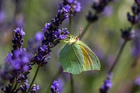 Lemon butterfly (Gonepteryx rhamny) on lavender flower, Provence, France, Europe